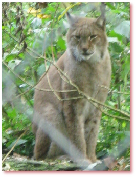 Luchs