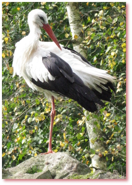 Storch