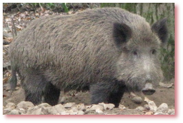 Wildschwein