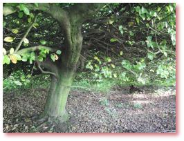 Unter einer Süntelbuche