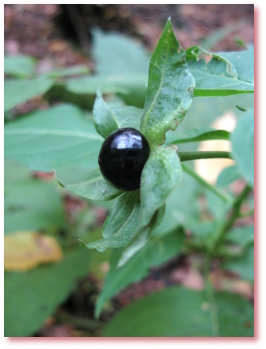 Die Tollkirsche Atropa belladonna
