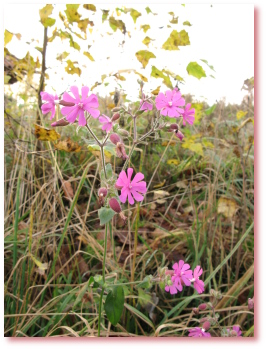 Pflanzenvielfalt rund um die Papp-Mühle