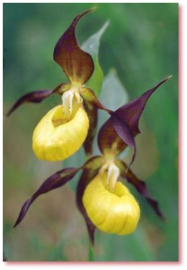 Der gelbe Frauenschuh oder die Pantoffelblume