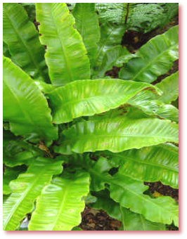 Die Hirschzunge wächst auch am Amelungsberg