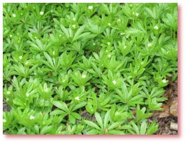 Waldmeister im Schneegrund